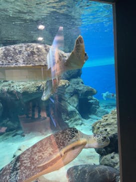 名古屋港水族館に投稿された画像（2023/2/11）