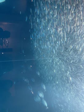 名古屋港水族館に投稿された画像（2023/2/11）