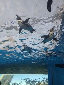 サンシャイン水族館に投稿された画像（2023/2/11）