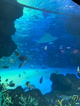 サンシャイン水族館に投稿された画像（2023/2/11）