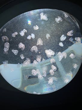 サンシャイン水族館に投稿された画像（2023/2/11）