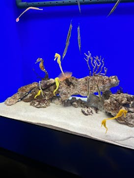 サンシャイン水族館に投稿された画像（2023/2/11）