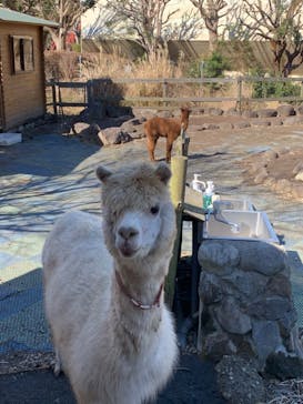 伊豆アニマルキングダムに投稿された画像（2023/2/11）