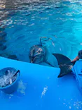 名古屋港水族館に投稿された画像（2023/2/11）