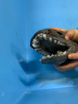 横浜・八景島シーパラダイスに投稿された画像（2023/2/11）