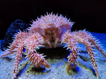 サンシャイン水族館に投稿された画像（2023/2/11）