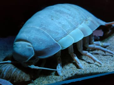 サンシャイン水族館に投稿された画像（2023/2/11）