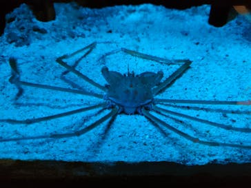 サンシャイン水族館に投稿された画像（2023/2/11）