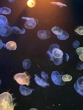 すみだ水族館に投稿された画像（2023/2/11）