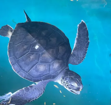 すみだ水族館に投稿された画像（2023/2/11）