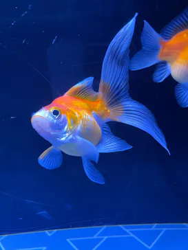 すみだ水族館に投稿された画像（2023/2/11）