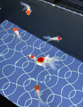 すみだ水族館に投稿された画像（2023/2/11）