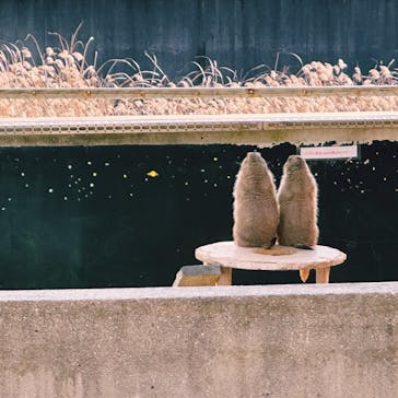 淡路ファームパーク イングランドの丘に投稿された画像（2023/2/12）