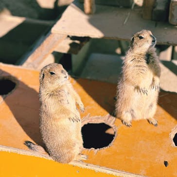 淡路ファームパーク イングランドの丘に投稿された画像（2023/2/12）