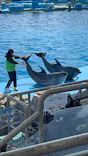 名古屋港水族館に投稿された画像（2023/2/12）