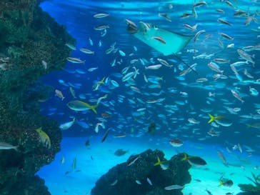 サンシャイン水族館に投稿された画像（2023/2/12）