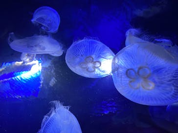 サンシャイン水族館に投稿された画像（2023/2/12）