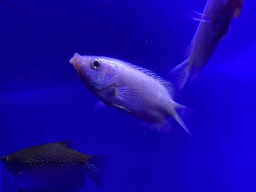 サンシャイン水族館に投稿された画像（2023/2/12）