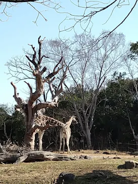天王寺動物園に投稿された画像（2023/2/12）