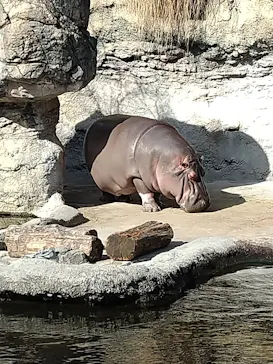 天王寺動物園に投稿された画像（2023/2/12）