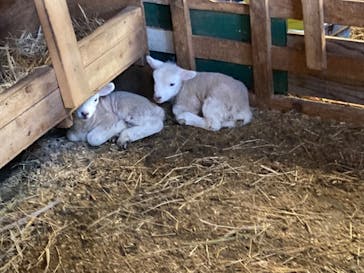 まかいの牧場に投稿された画像（2023/2/12）