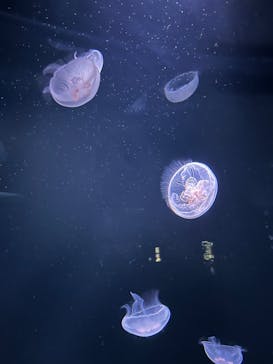 サンシャイン水族館に投稿された画像（2023/2/12）