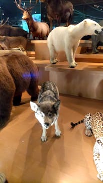 国立科学博物館に投稿された画像（2023/2/12）