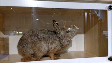 国立科学博物館に投稿された画像（2023/2/12）