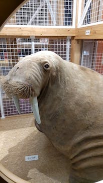 国立科学博物館に投稿された画像（2023/2/12）