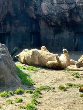 天王寺動物園に投稿された画像（2023/2/12）