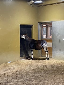 よこはま動物園ズーラシアに投稿された画像（2023/2/12）