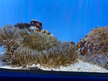 沖縄美ら海水族館に投稿された画像（2023/2/12）