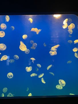 大分マリーンパレス水族館 「うみたまご」に投稿された画像（2023/2/12）