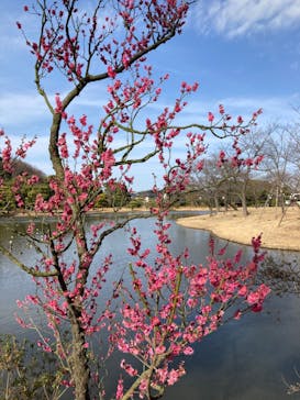 三溪園に投稿された画像（2023/2/12）