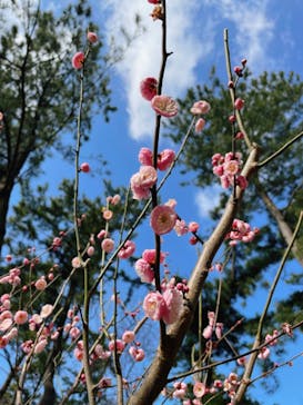 三溪園に投稿された画像（2023/2/12）