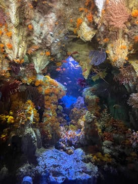 サンシャイン水族館に投稿された画像（2023/2/12）