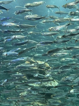 サンシャイン水族館に投稿された画像（2023/2/12）