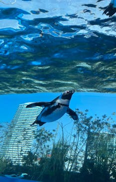 サンシャイン水族館に投稿された画像（2023/2/12）
