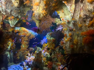 サンシャイン水族館に投稿された画像（2023/2/12）