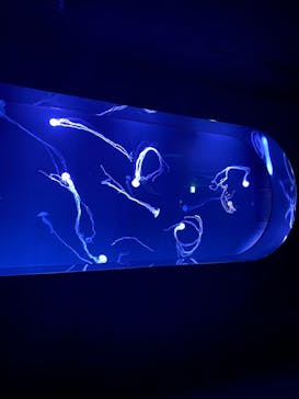 サンシャイン水族館に投稿された画像（2023/2/12）