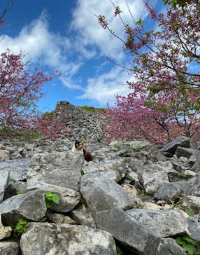 今帰仁城跡に投稿された画像（2023/2/12）
