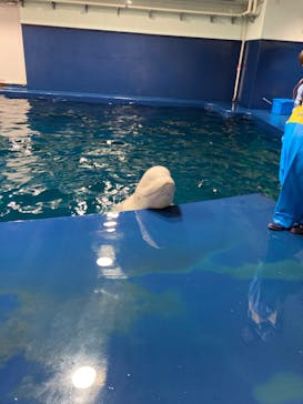 島根県立 しまね海洋館に投稿された画像（2023/2/12）