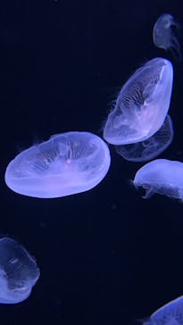 サンシャイン水族館に投稿された画像（2023/2/12）