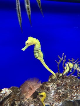 サンシャイン水族館に投稿された画像（2023/2/12）