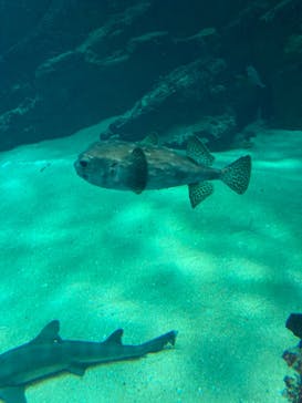 マリンワールド海の中道に投稿された画像（2023/2/12）