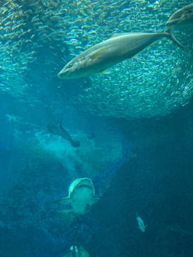 マリンワールド海の中道に投稿された画像（2023/2/12）