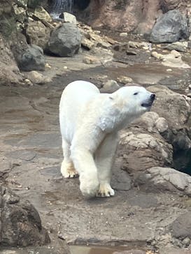 よこはま動物園ズーラシアに投稿された画像（2023/2/12）