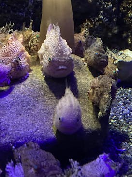 新江ノ島水族館に投稿された画像（2023/2/12）