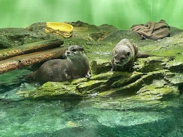 しながわ水族館に投稿された画像（2023/2/12）
