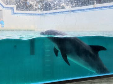 しながわ水族館に投稿された画像（2023/2/12）